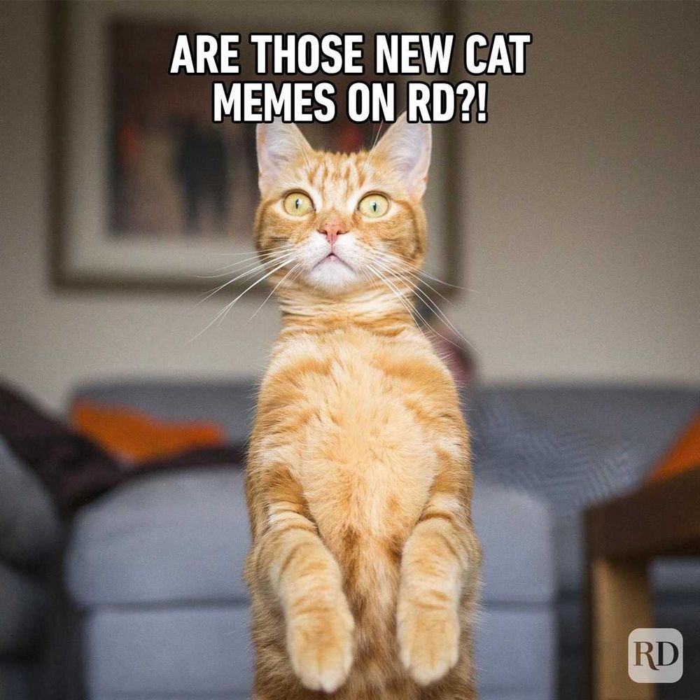 10 Hilarious Cat Throwing Up Memes That Will Make You LOL - Get Ready to Laugh Out Loud!