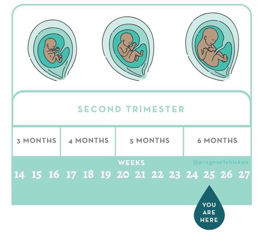 25 Weeks in Months: How Many Months is 25 Weeks?