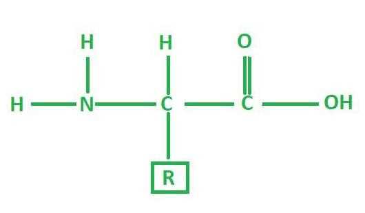 Amino Acid Formula: Everything You Need to Know