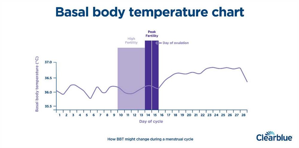 Understanding Early Pregnancy Basal Body Temperature When Pregnant - Everything You Need to Know