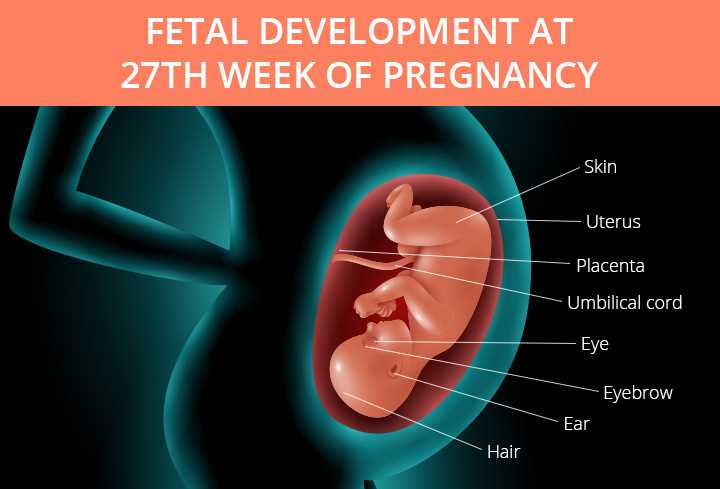 How Many Months is 27 Weeks? Find Out Here