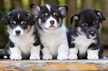 Adorable Baby Dogs: Everything You Need to Know