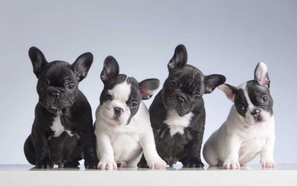 Adorable Baby Dogs: Everything You Need to Know
