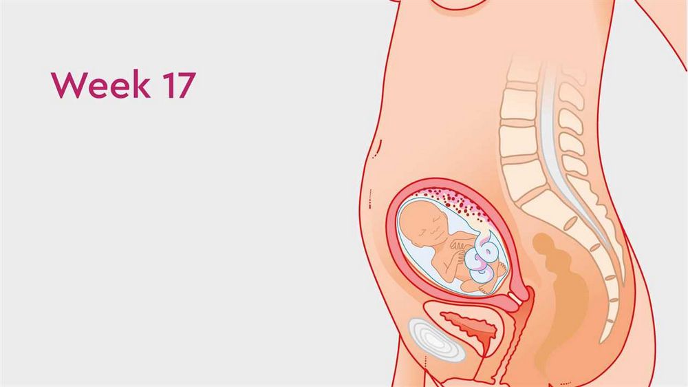 17 Weeks Pregnant Bump: What to Expect and How to Care for Your Growing Belly