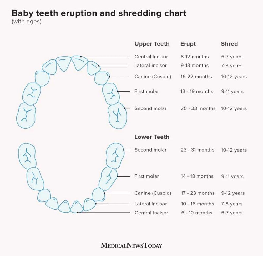 Teeth Chart: A Comprehensive Guide to Everything You Need to Know