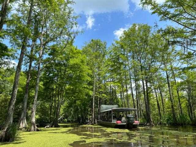 Tiana's Bayou Adventure: Exploring the Magic of the Louisiana Swamps